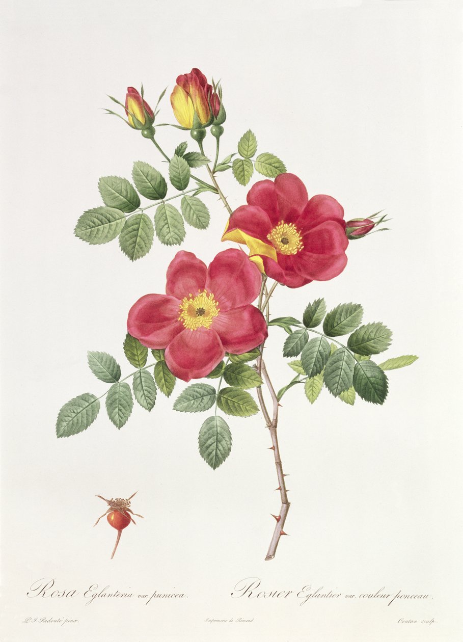 Rosa Eglantera Punicea de Pierre Joseph Redouté