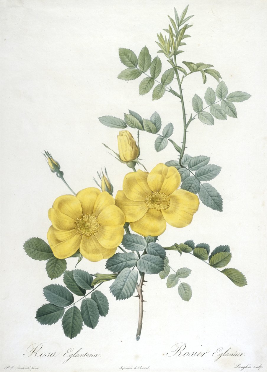 Rosa Eglanteria, Rosier Eglantier, de Les Roses, 1817-24 (gravura pontilhada à mão) de Pierre Joseph Redouté