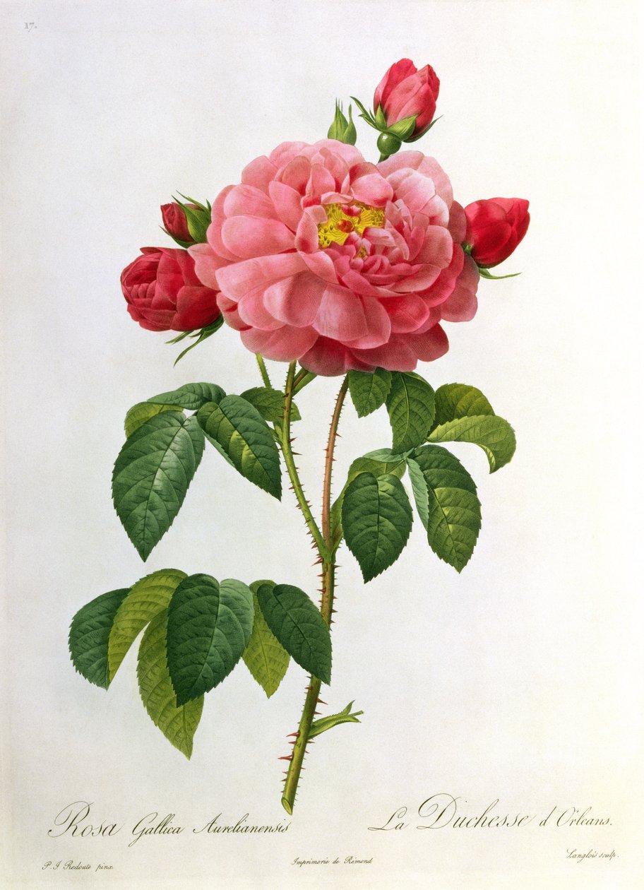 Rosa Gallica Aurelianensis, gravada por Eustache Hyacinthe Langlois (1777-1837) de Pierre Joseph Redouté