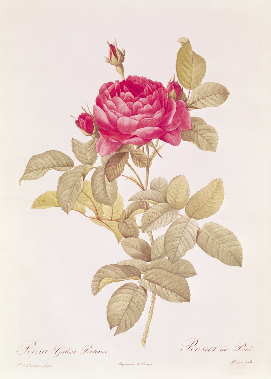 Rosa Gallica Pontiana, de &39;The Roses&39; de Claude Antoine Thory (1757-1827) gravada por Eustache Hyacinthe Langlois (1777-1837) de Pierre Joseph Redouté