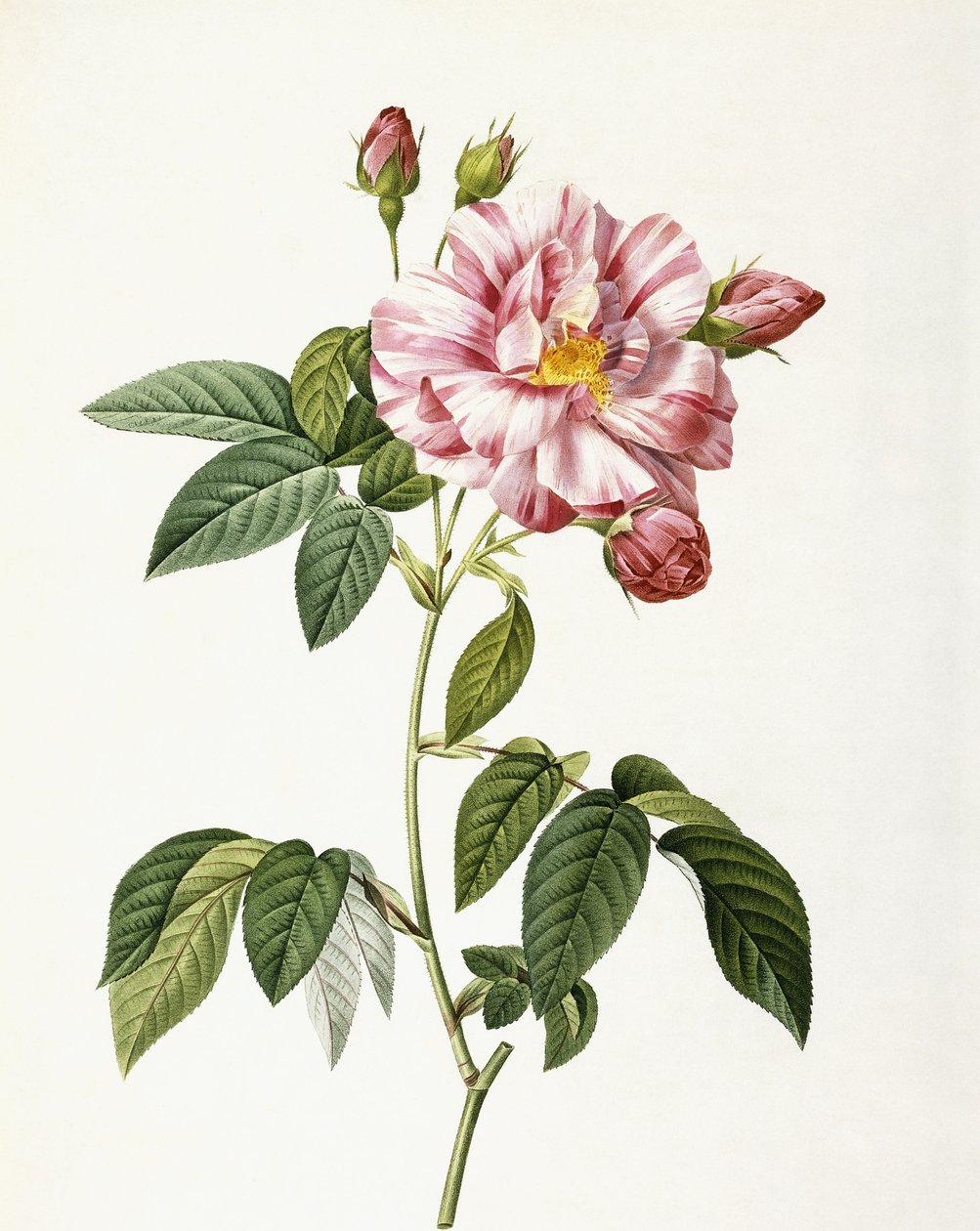 Rosa Gallica Versicolor de Pierre Joseph Redouté
