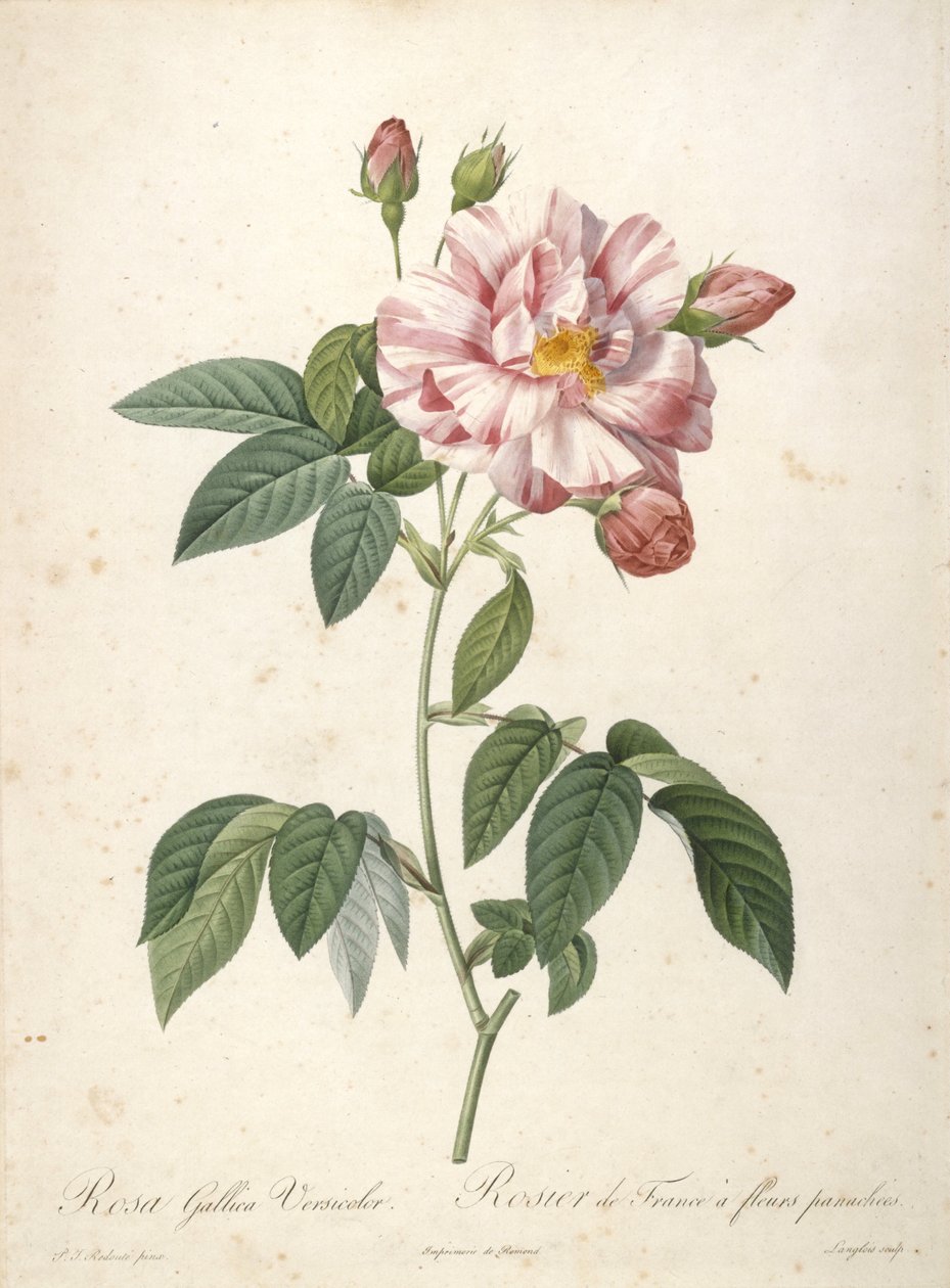 Rosa Gallica Versicolor, roseira francesa com flores de ameixa, de Les Roses, 1817-24 (gravura stipple colorida à mão) de Pierre Joseph Redouté