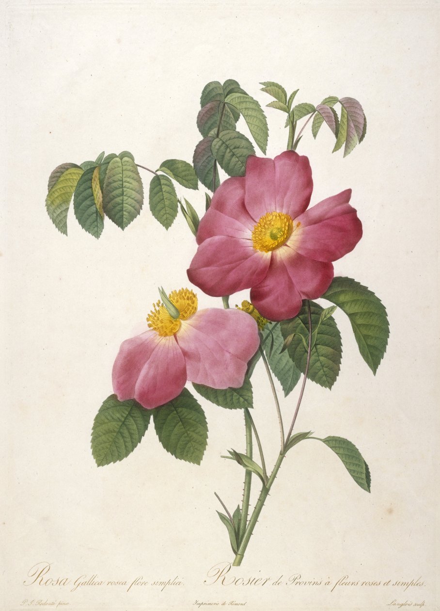 Rosa Gallica rósea flora simplici, Rosa Provins rosa flores e simples, de A Coroa De Rosas, 1817-24 (gravura stipple colorida à mão) de Pierre Joseph Redouté