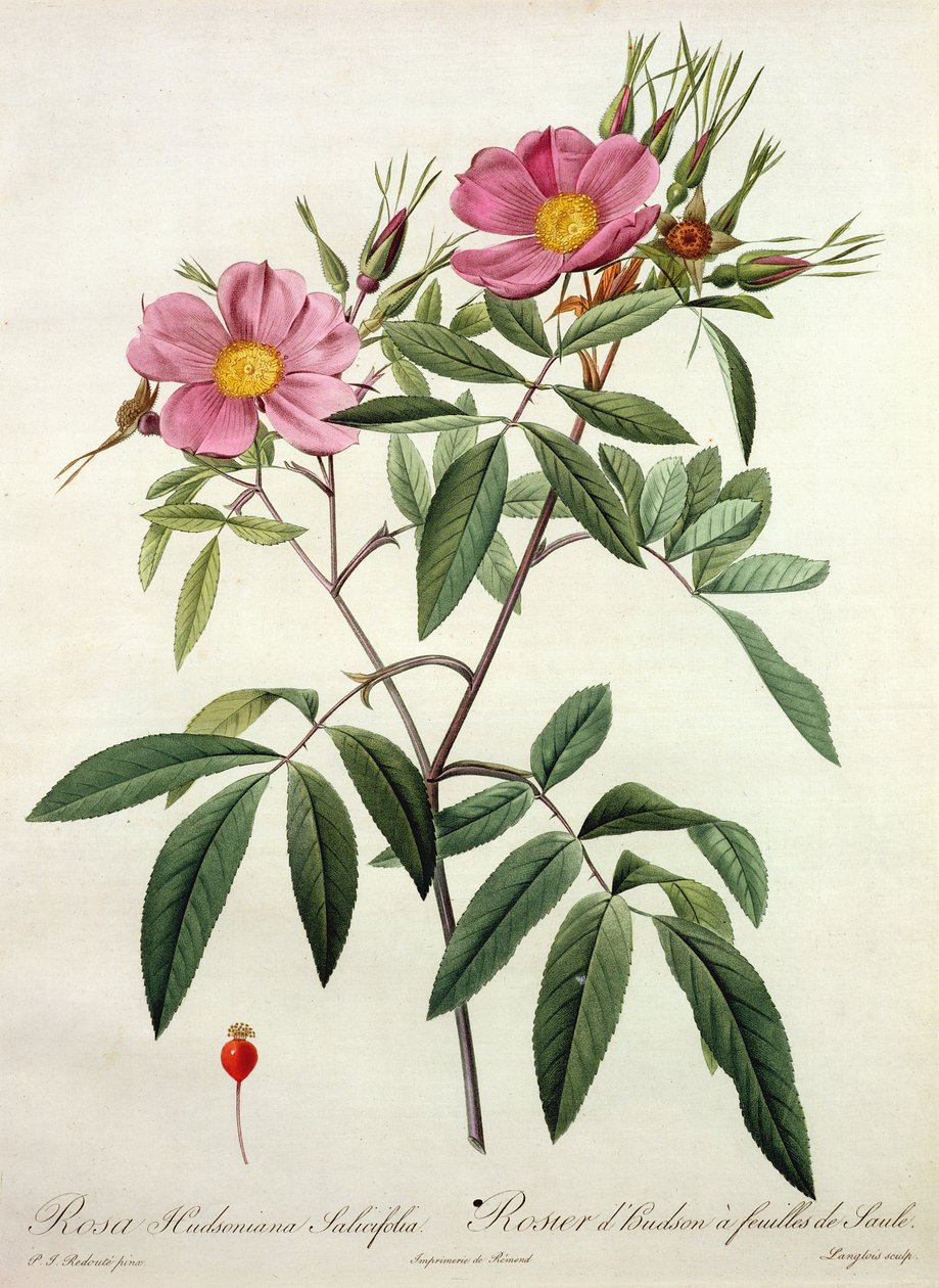 Rosa Hudsoniana Salicifolia, gravada por Langlois, publicada por Remond de Pierre Joseph Redouté