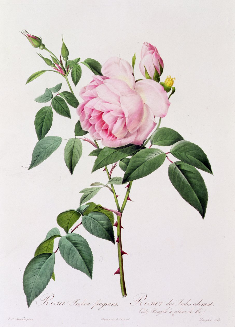 Rosa Indica Fragans (gravura a cores) de Pierre Joseph Redouté