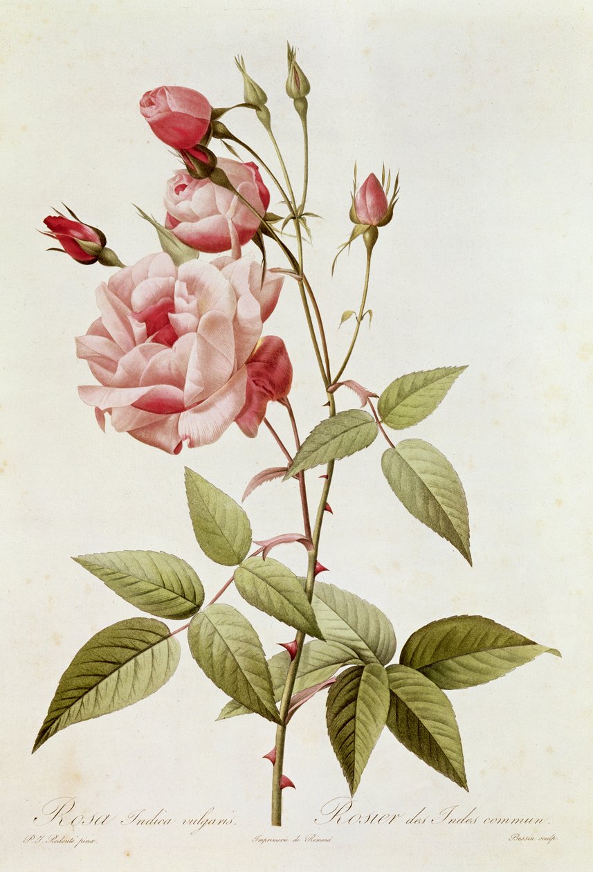 Rosa Indica Vulgaris, de &39;The Roses&39; de Claude Antoine Thory (1757-1827) gravado por Eustache Hyacinthe Langlois (1777-1837) 1817 de Pierre Joseph Redouté