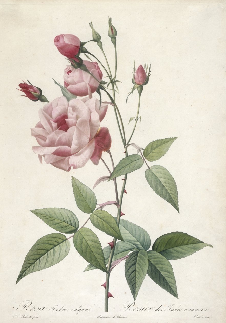 Rosa Indica vulgaris, Rosa comum da Índia, de As Rosas, 1817-24 (gravura stipple colorida à mão) de Pierre Joseph Redouté