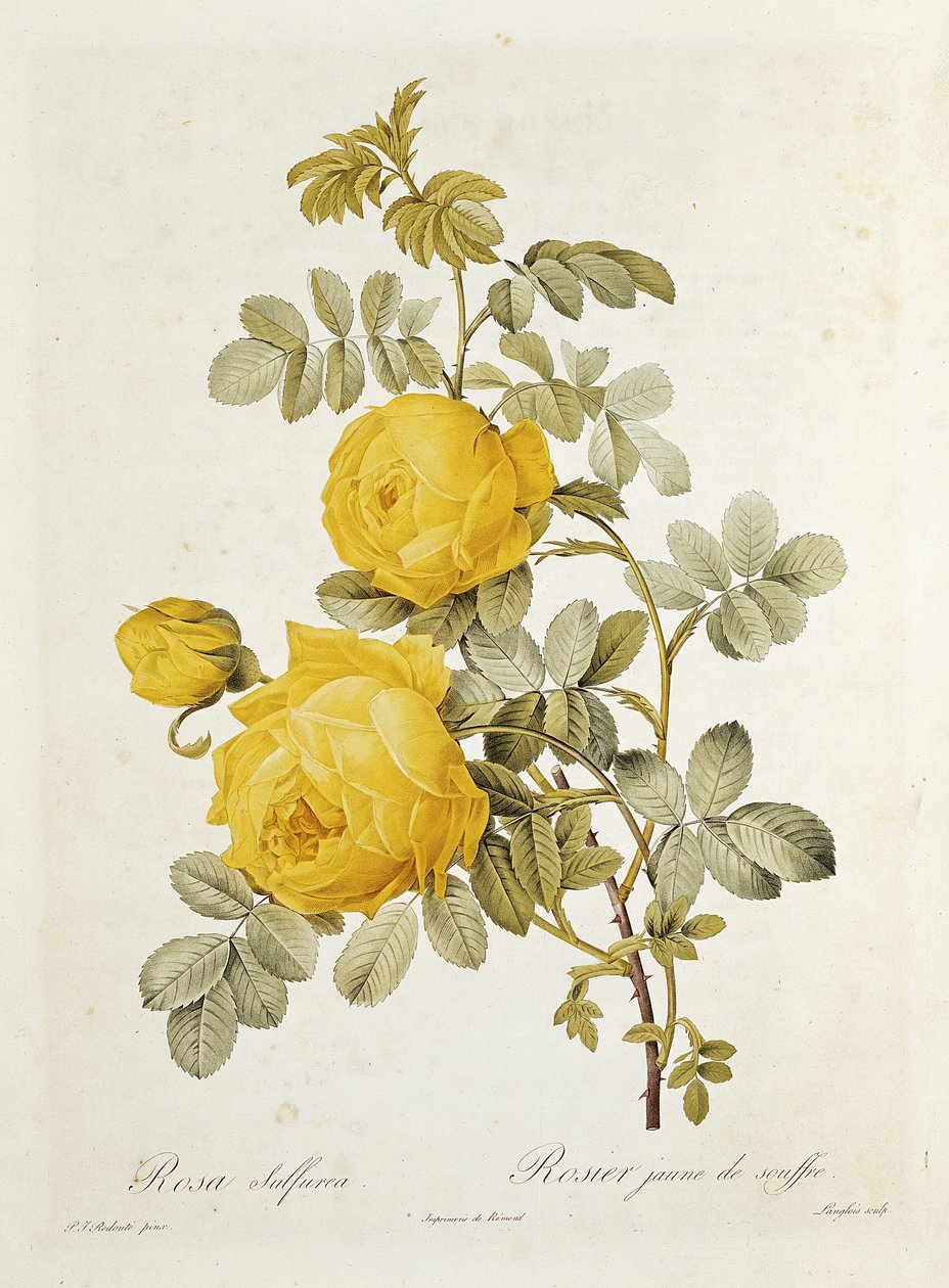 Rosa Sulphurea (Rosa Amarela) de &39;Les Roses&39; por Claude Antoine Thory (1757-1827) gravado por Eustache Hyacinthe Langlois (1777-1837) 1817 de Pierre Joseph Redouté