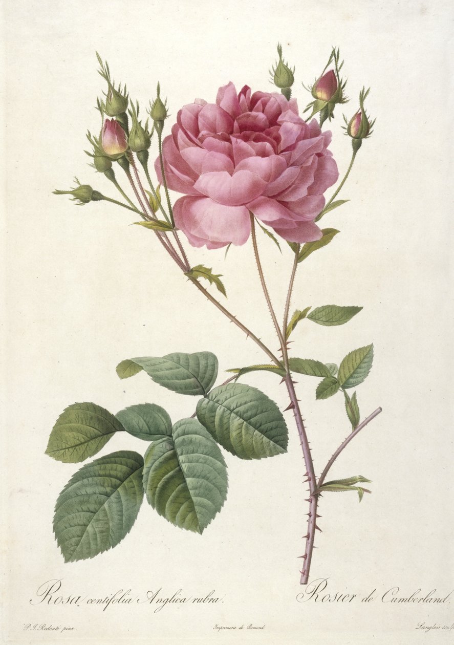 Rosa centifolia Angra rubra, Rosier de Cumberland, de Les Roses, 1817-24 (gravura pontilhada à mão) de Pierre Joseph Redouté