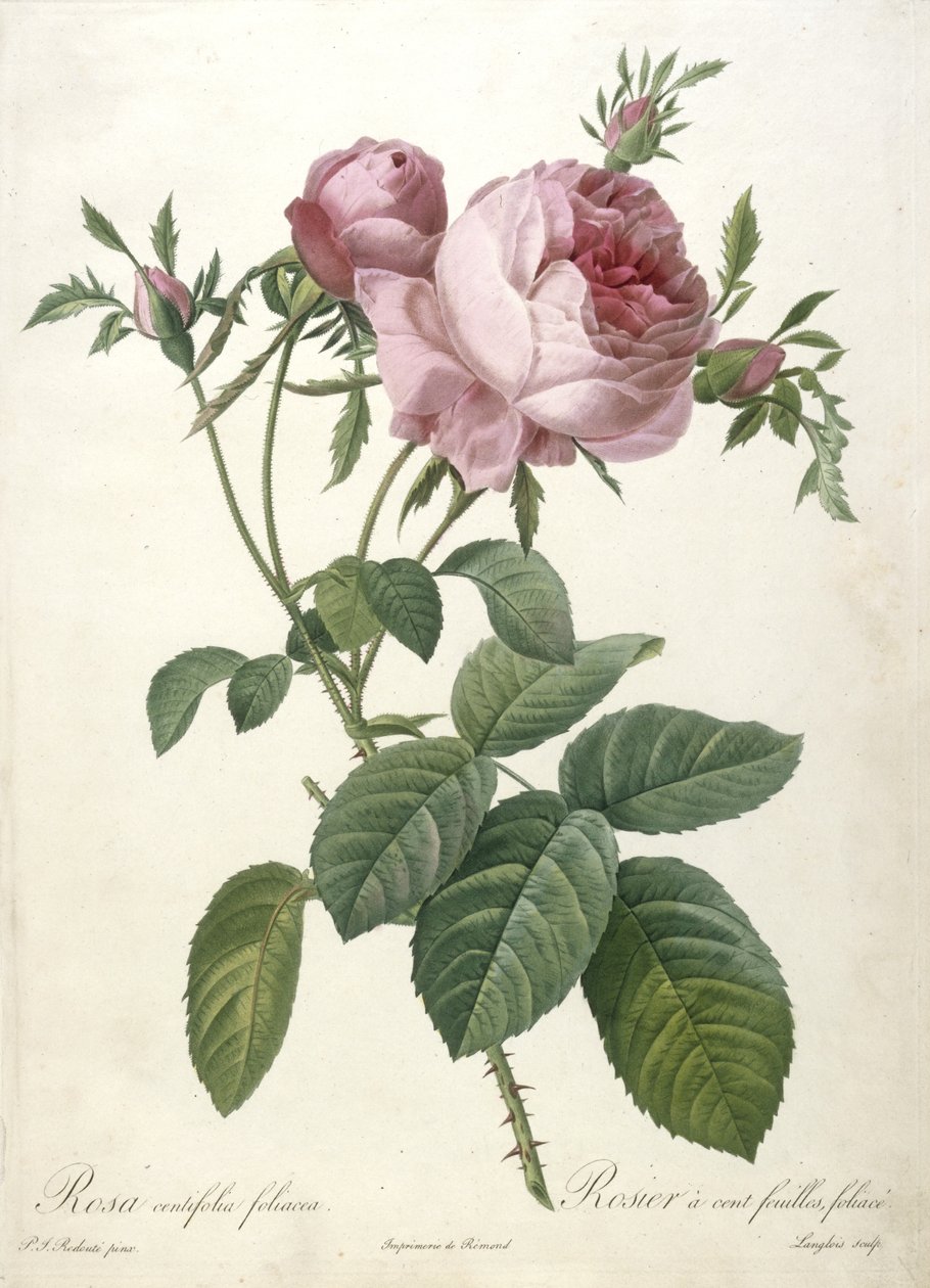 Rosa centifolia foliacea, Rosier um centavo de folhas, foliáceo, de Les Roses, 1817-24 (gravura stipple colorida à mão) de Pierre Joseph Redouté
