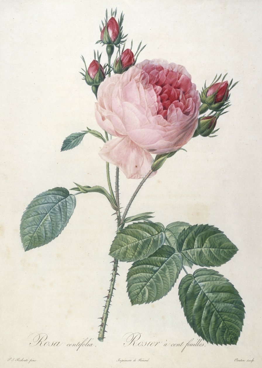 Rosa centrífuga, Rosa de folhas rosadas, de Les Roses, 1817-24 (gravura pontilhada à mão) de Pierre Joseph Redouté