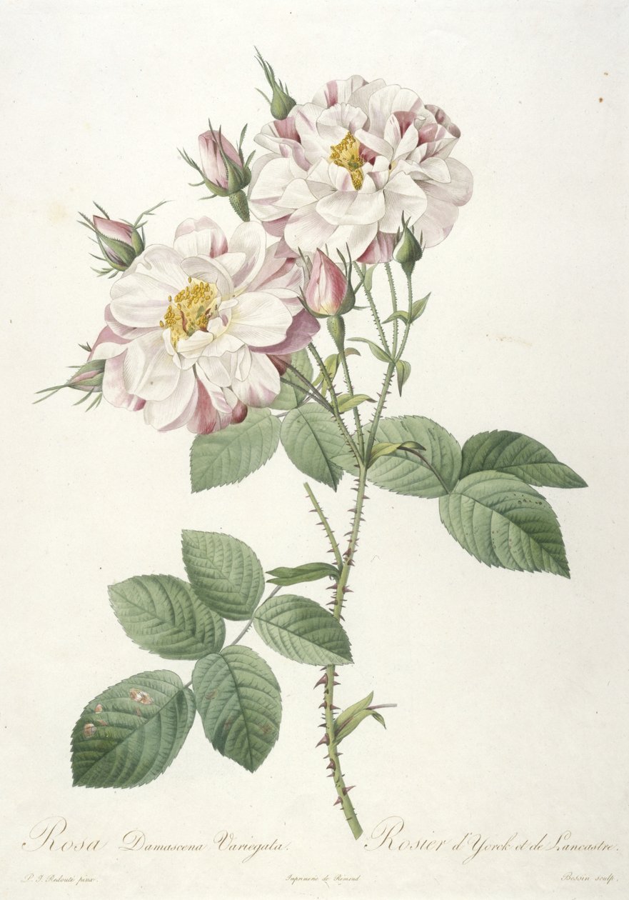 Rosa damascena variegata, Rosa de York e Lancaster, de A coroa das rosas, 1817-1824 (gravura pontilhada à mão) de Pierre Joseph Redouté