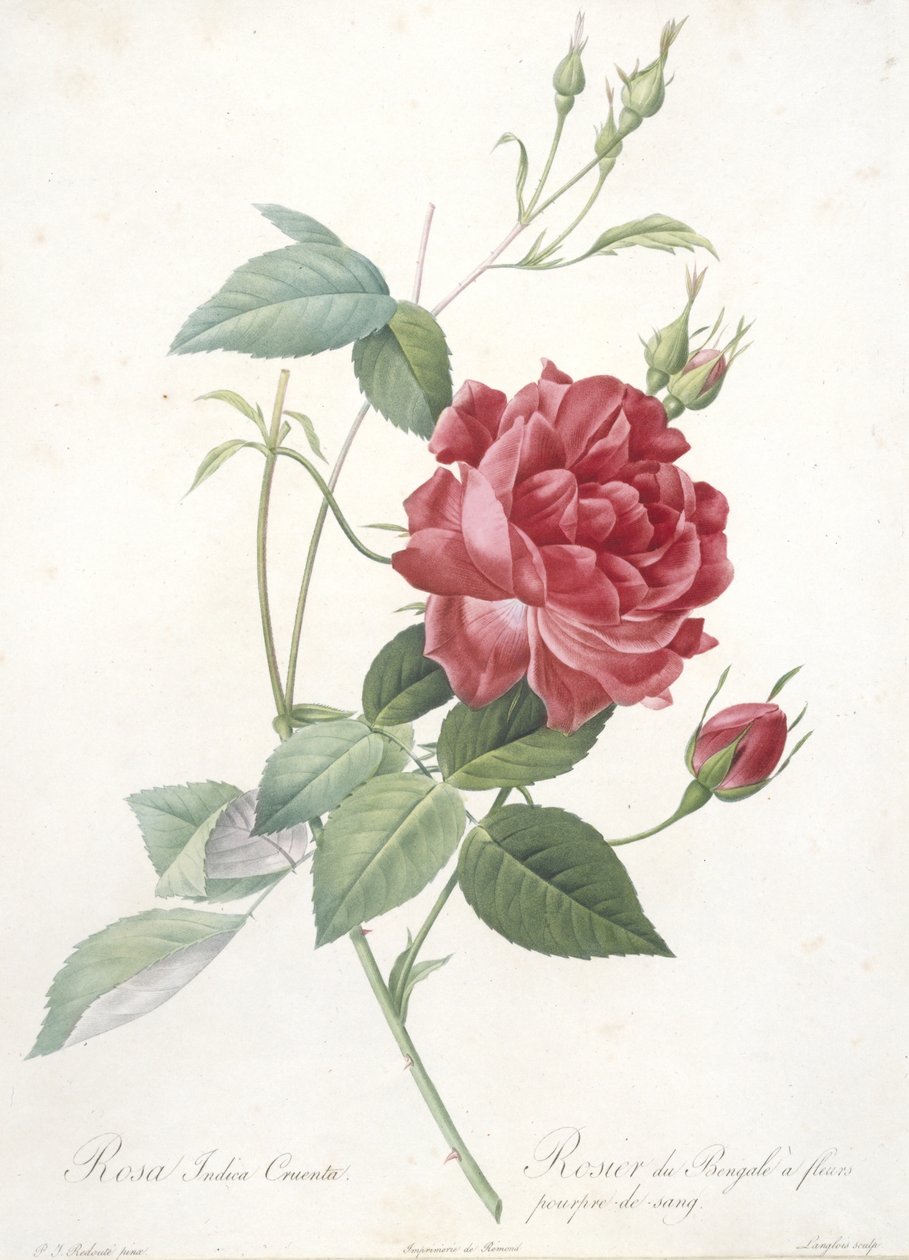 Rosa Indica Cruenta, Flor de Rosa de Bengala, das Rosas, 1817-1824 (gravura pontilhada à mão) de Pierre Joseph Redouté