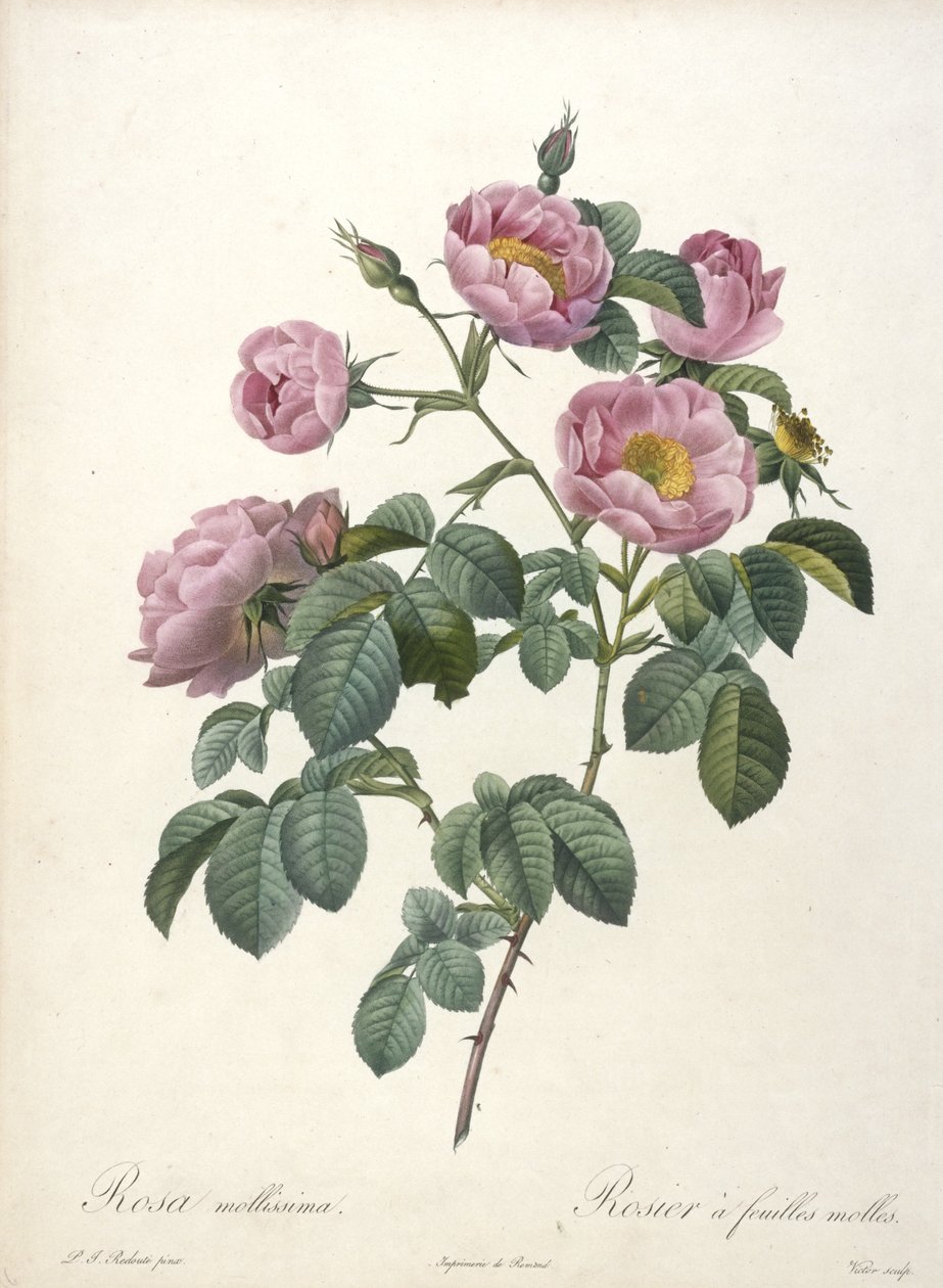 Rosa mollissima, rosa de folhas moles, de Les Roses, 1817-24 (gravura pontilhada à mão) de Pierre Joseph Redouté