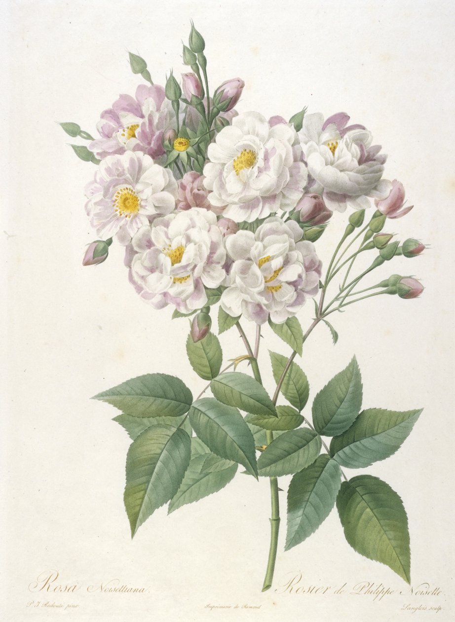 Rosa noisettiana, Rosa de Philippe de Noisette, de A Coroa de Rosas, de 1817 a 1824 (gravura pontilhada à mão) de Pierre Joseph Redouté