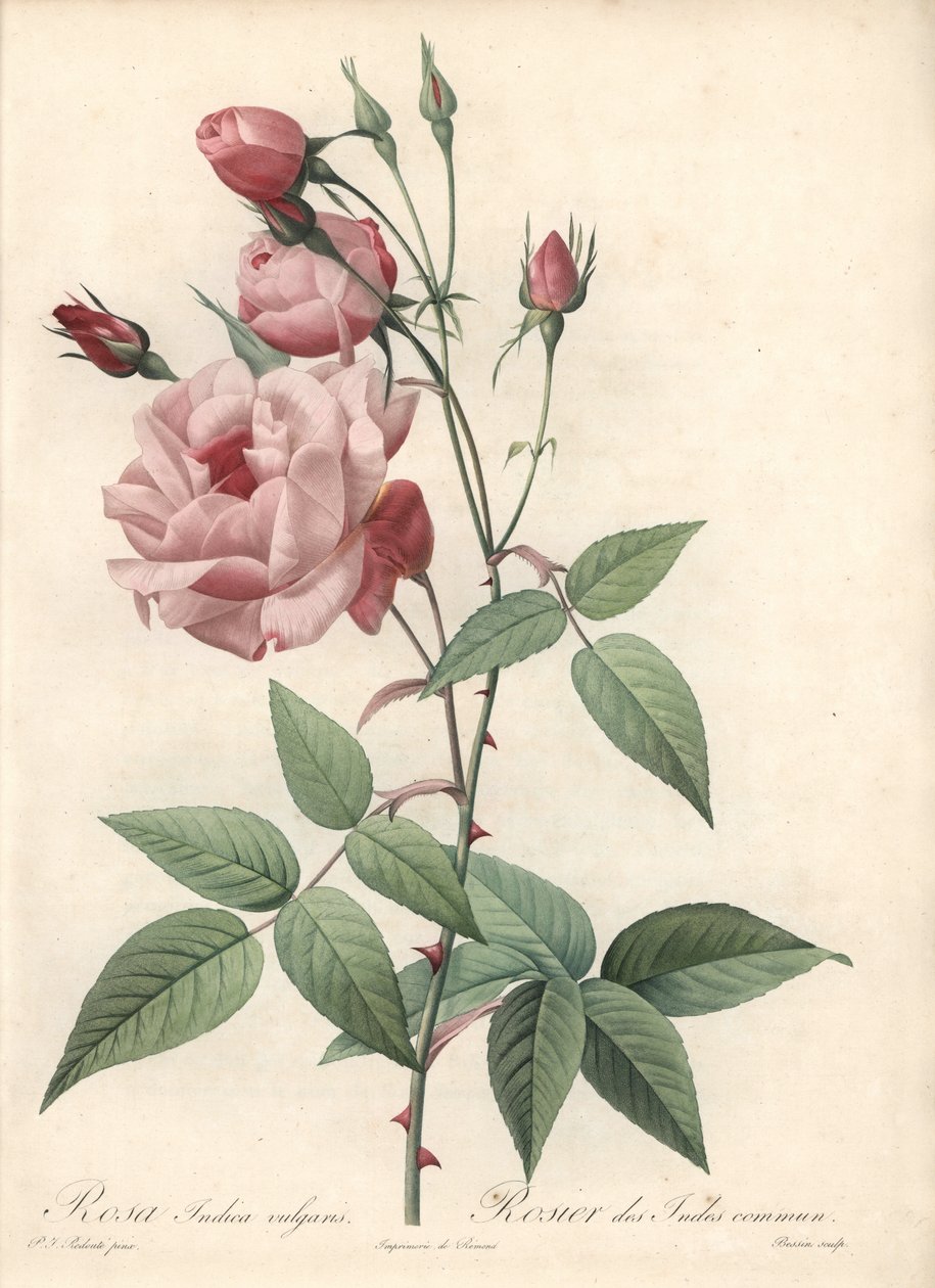 Rose Bengal Rose - Eau forte de Bessin, baseada numa ilustração de Pierre Joseph Redoute (1759-1840), de Les Roses de Pierre Joseph Redouté