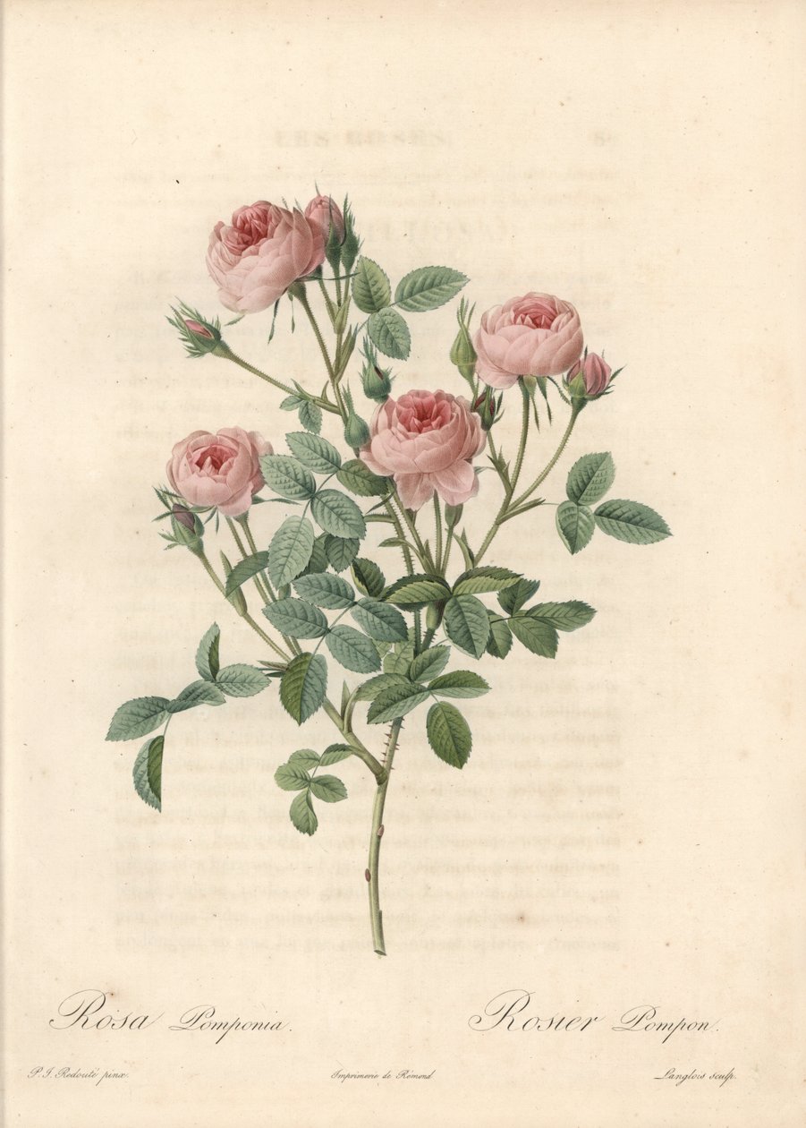 Rose de Meaux a fleurs roses - Etching by Langlois, baseado numa ilustração de Pierre Joseph Redoute (1759-1840), de Les Roses de Pierre Joseph Redouté