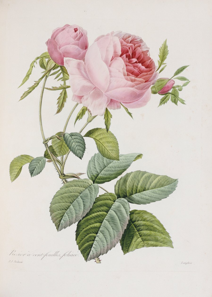 Rosa, gravada por Eustache Hyacinthe Langlois de Pierre Joseph Redouté