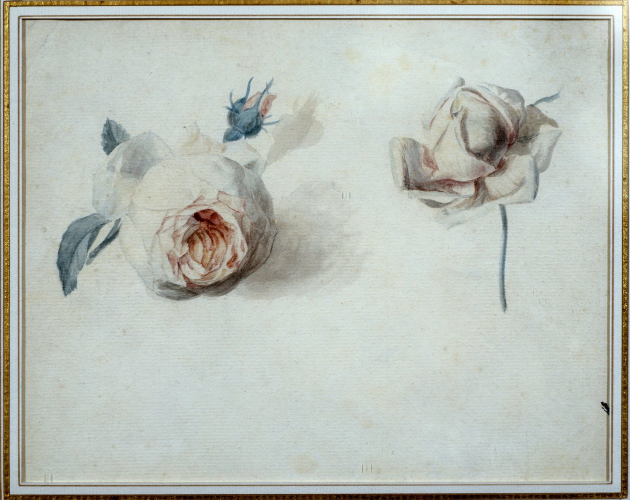 Rose study Watercolour de Pierre Joseph Redoute (1759-1840) Malmaison, musee du chateau do século XIX. de Pierre Joseph Redouté