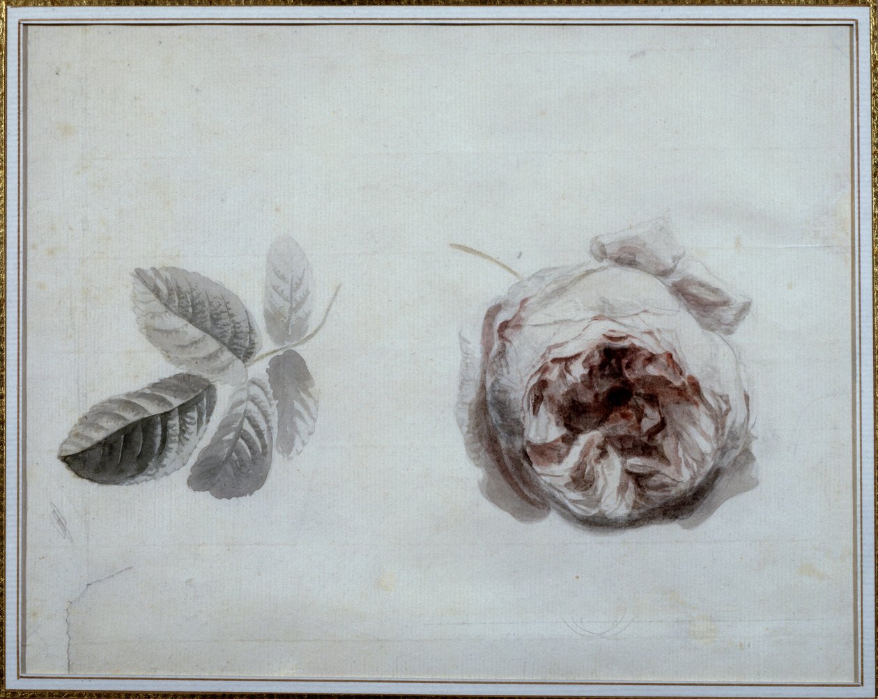 Rose study Watercolour de Pierre Joseph Redoute (1759-1840) Malmaison, musee du chateau do século XIX. de Pierre Joseph Redouté