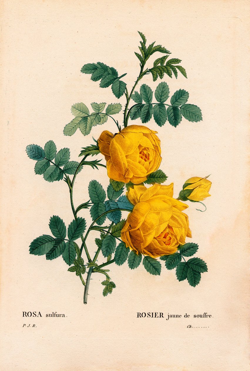 Enxofre rosa, Rosa hemisférica, Enxofre rosa amarela. Gravura em chapa de cobre colorida à mão de "Les Roses", Paris, de Pierre Joseph Redoute. de Pierre Joseph Redouté