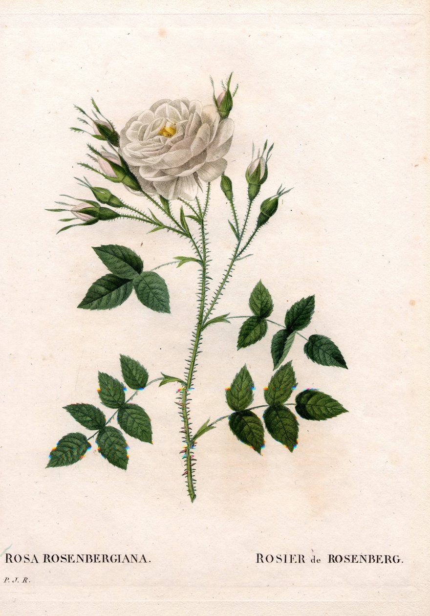 Rosa de Rosenberg, variedade Rosa francofurtana, Rosier de Rosenberg. Gravura em chapa de cobre colorida à mão de "Les Roses", de Pierre Joseph Redoute, Paris de Pierre Joseph Redouté