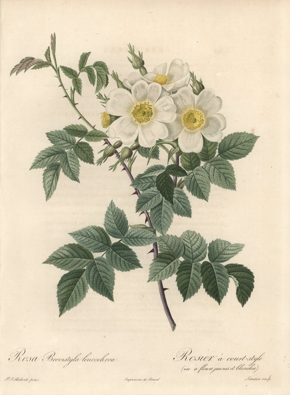 Rosier um estilo curto, variado com flores amarelas e brancas - Eau forte de Langlois Charlin, a partir de uma ilustração de Pierre Joseph Redoute (1759-1840), extrato de Les Roses de Pierre Joseph Redouté