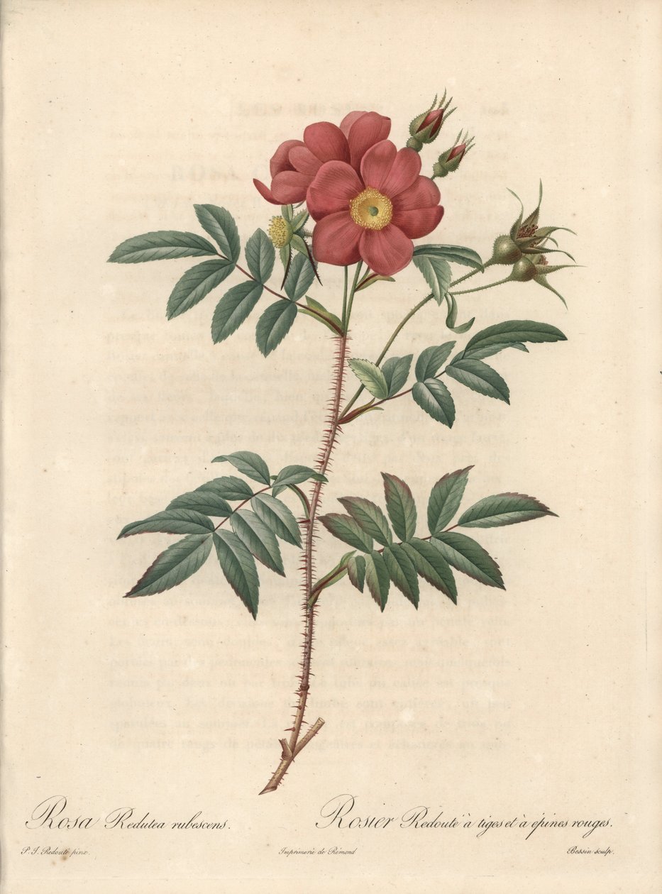 Rosier brillant - Eau forte de Bessin, baseado numa ilustração de Pierre Joseph Redoute (1759-1840), de Les Roses de Pierre Joseph Redouté