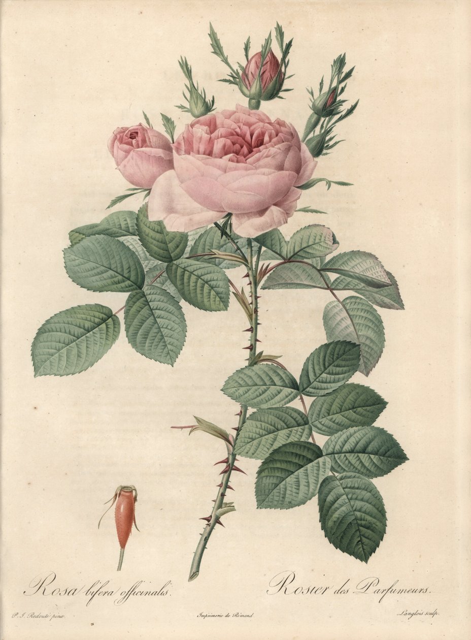 Rosa de Damasco - Etching by Langlois, baseado numa ilustração de Pierre Joseph Redoute (1759-1840), de Les Roses de Pierre Joseph Redouté