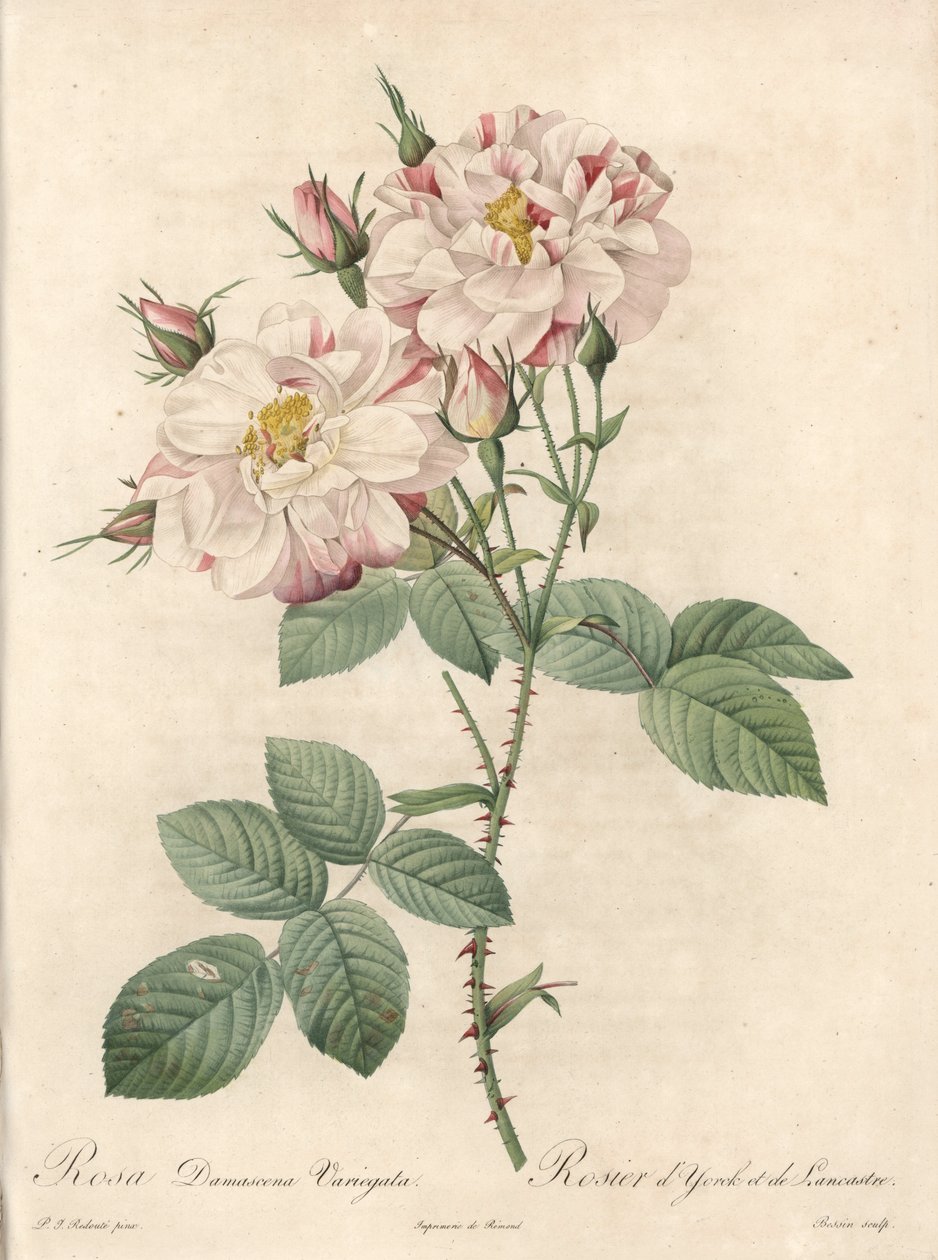 Rosier de Damascus, variete York e Lancaster - Eau forte de Bessin, a partir de uma ilustração de Pierre Joseph Redoute (1759-1840), de Les Roses de Pierre Joseph Redouté