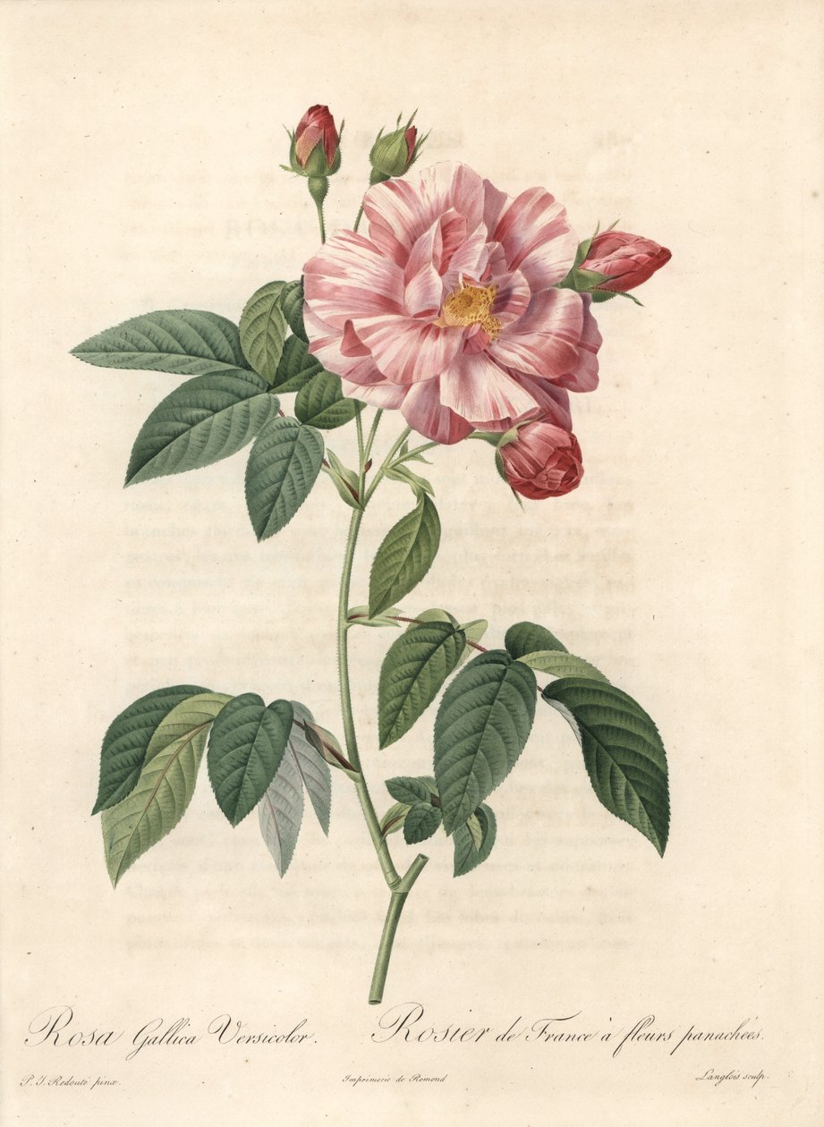 Rosier de France ou rose de Provins, variete versicolor - Etching by Langlois, de uma ilustração de Pierre Joseph Redoute (1759-1840), extrato de Les Roses de Pierre Joseph Redouté