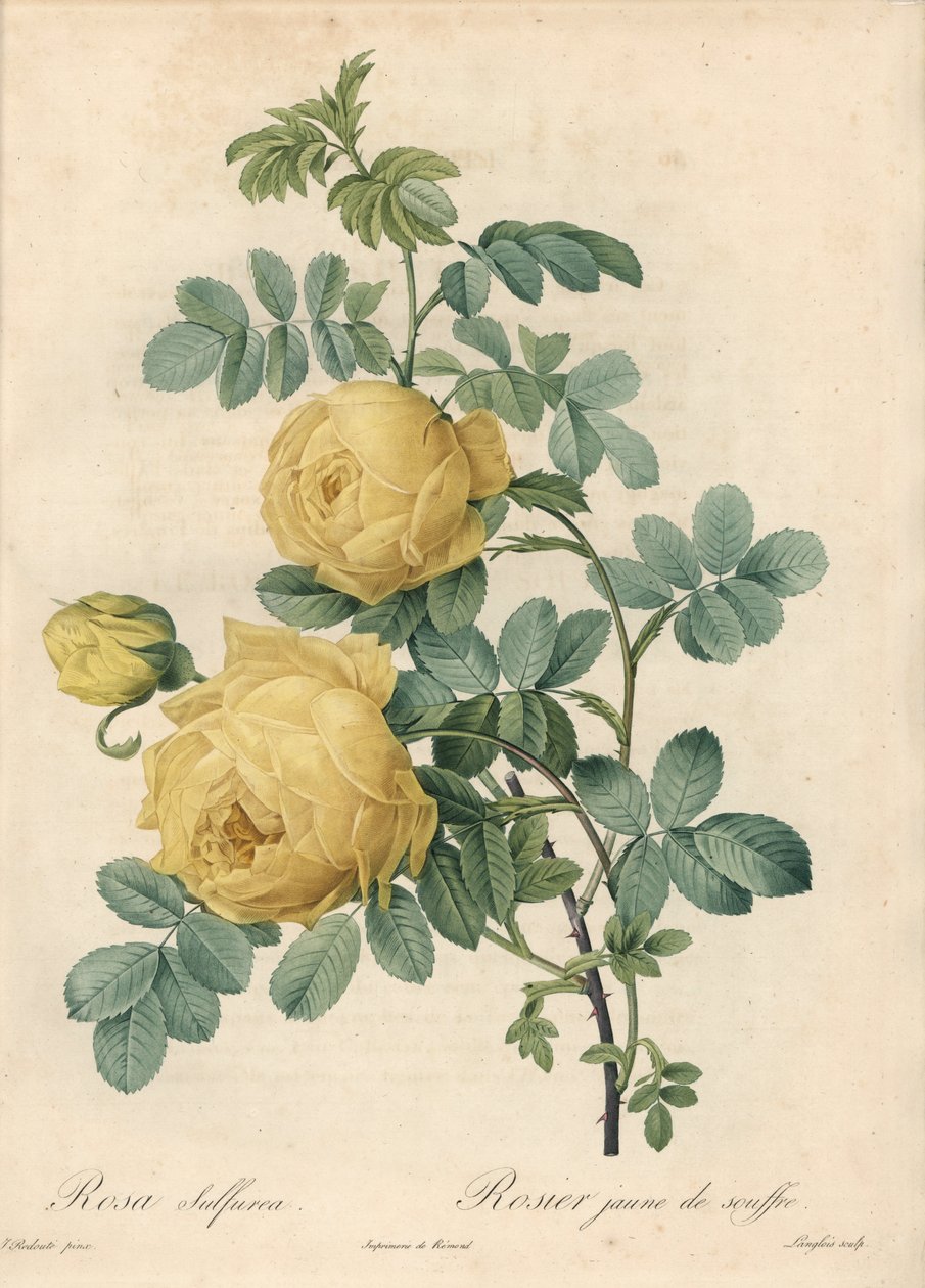 Rosier des Turks - Eau forte de Langlois, baseado numa ilustração de Pierre Joseph Redoute (1759-1840), de Les Roses de Pierre Joseph Redouté