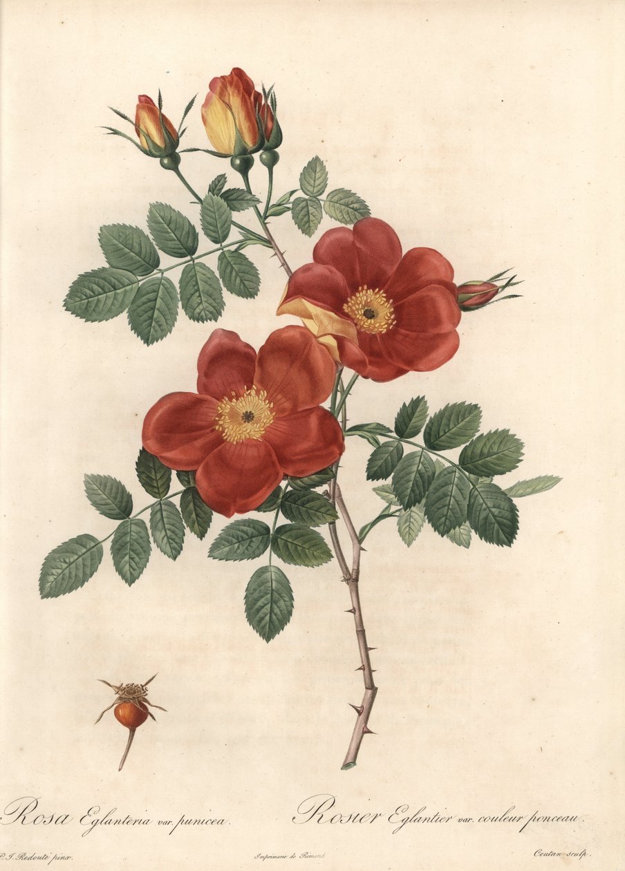 Rosier fetide ou bramble da Áustria - Eau forte de Coutan, baseado numa ilustração de Pierre Joseph Redoute (1759-1840), de Les Roses de Pierre Joseph Redouté