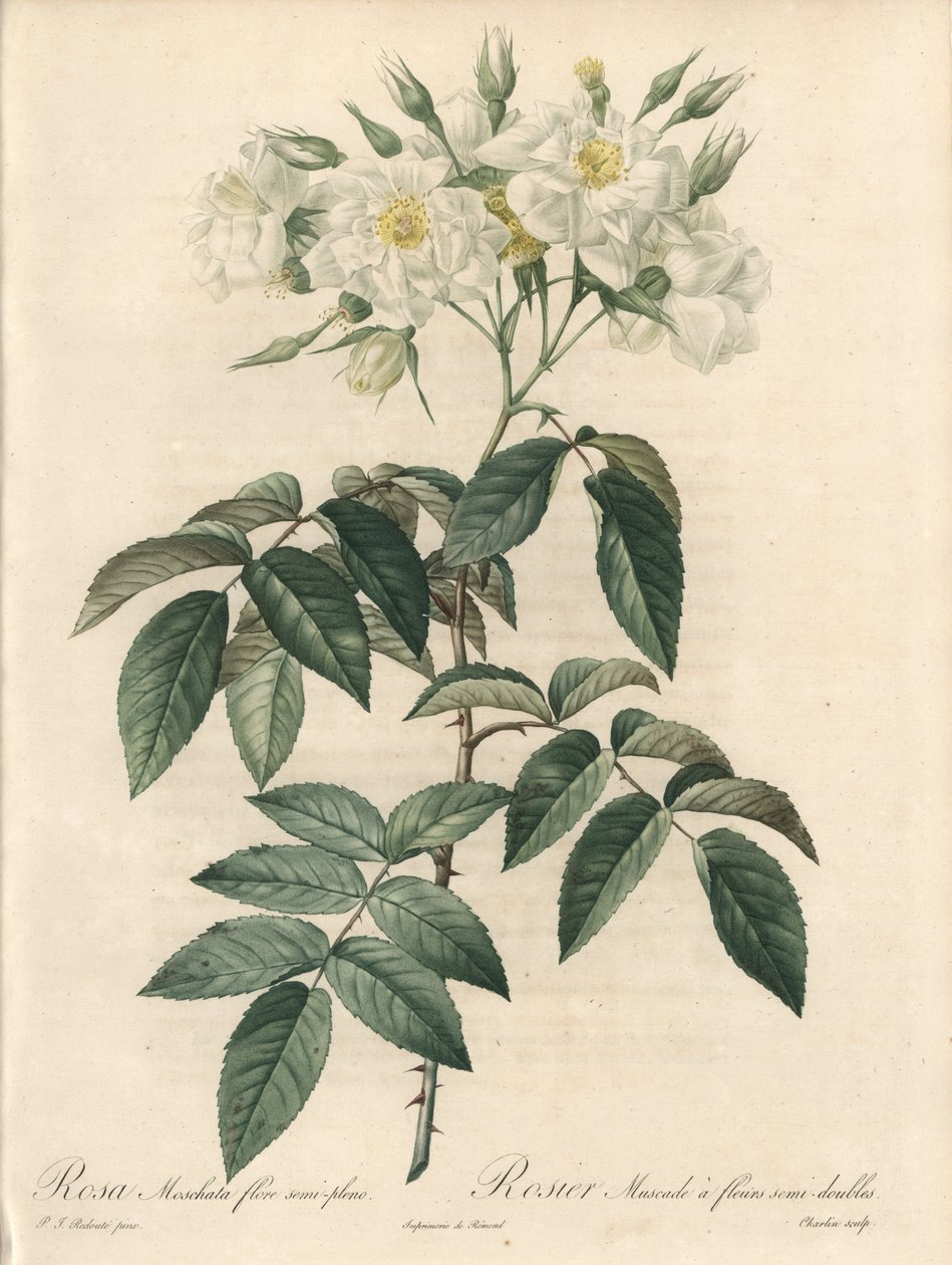 Rosier musque, com flores duplas - Etching by Charlin, de uma ilustração de Pierre Joseph Redoute (1759-1840), extrato de Les Roses de Pierre Joseph Redouté
