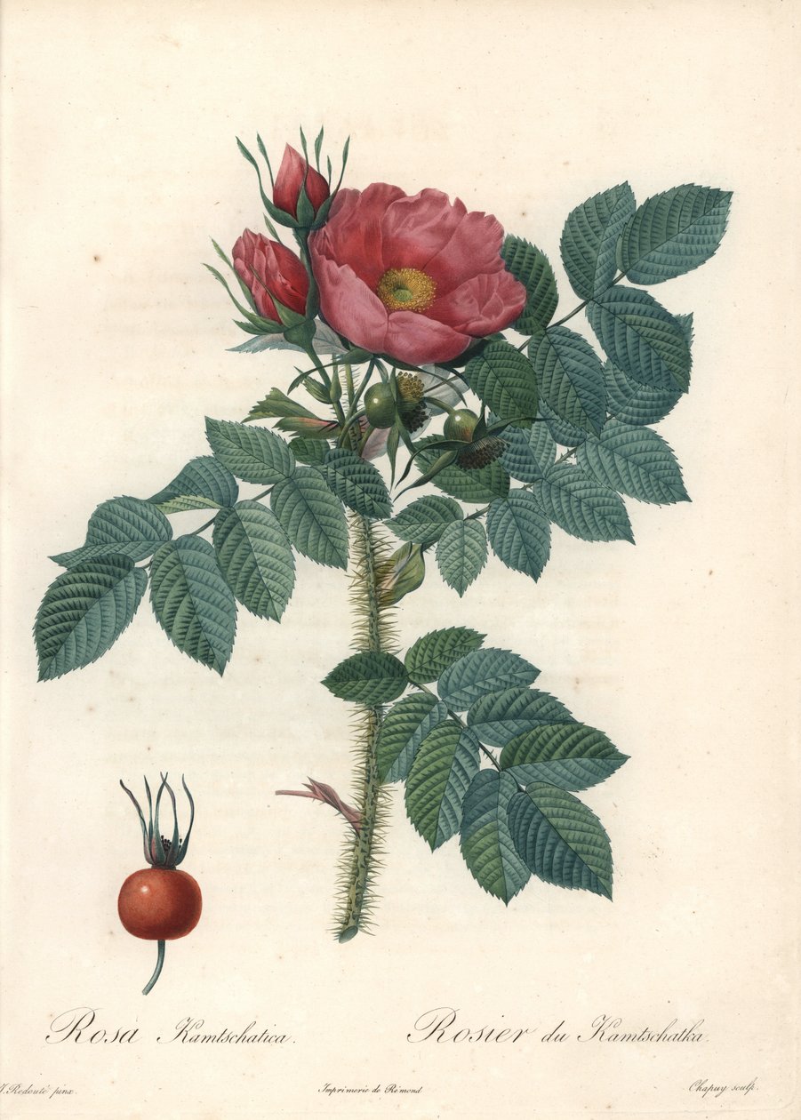 Rose bruta ou rosa Kamchatka - Eau forte de Chapuy, de uma ilustração de Pierre Joseph Redoute (1759-1840), de Les Roses de Pierre Joseph Redouté