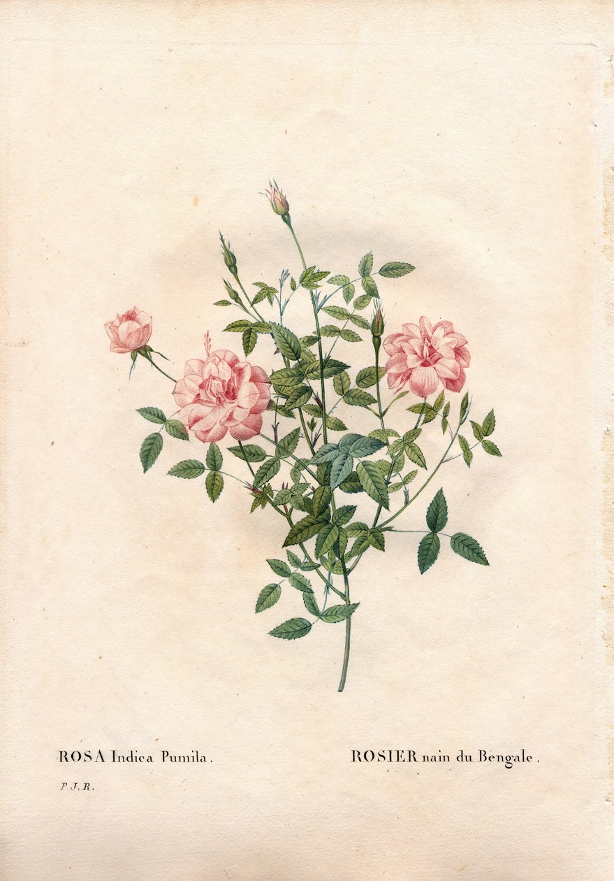 Rosa Rouletii, Rosa chinensis var. minima Rouletii, Rosa anã de Bengala. Gravura em chapa de cobre colorida à mão de "Les Roses", Paris, de Pierre Joseph Redoute. de Pierre Joseph Redouté