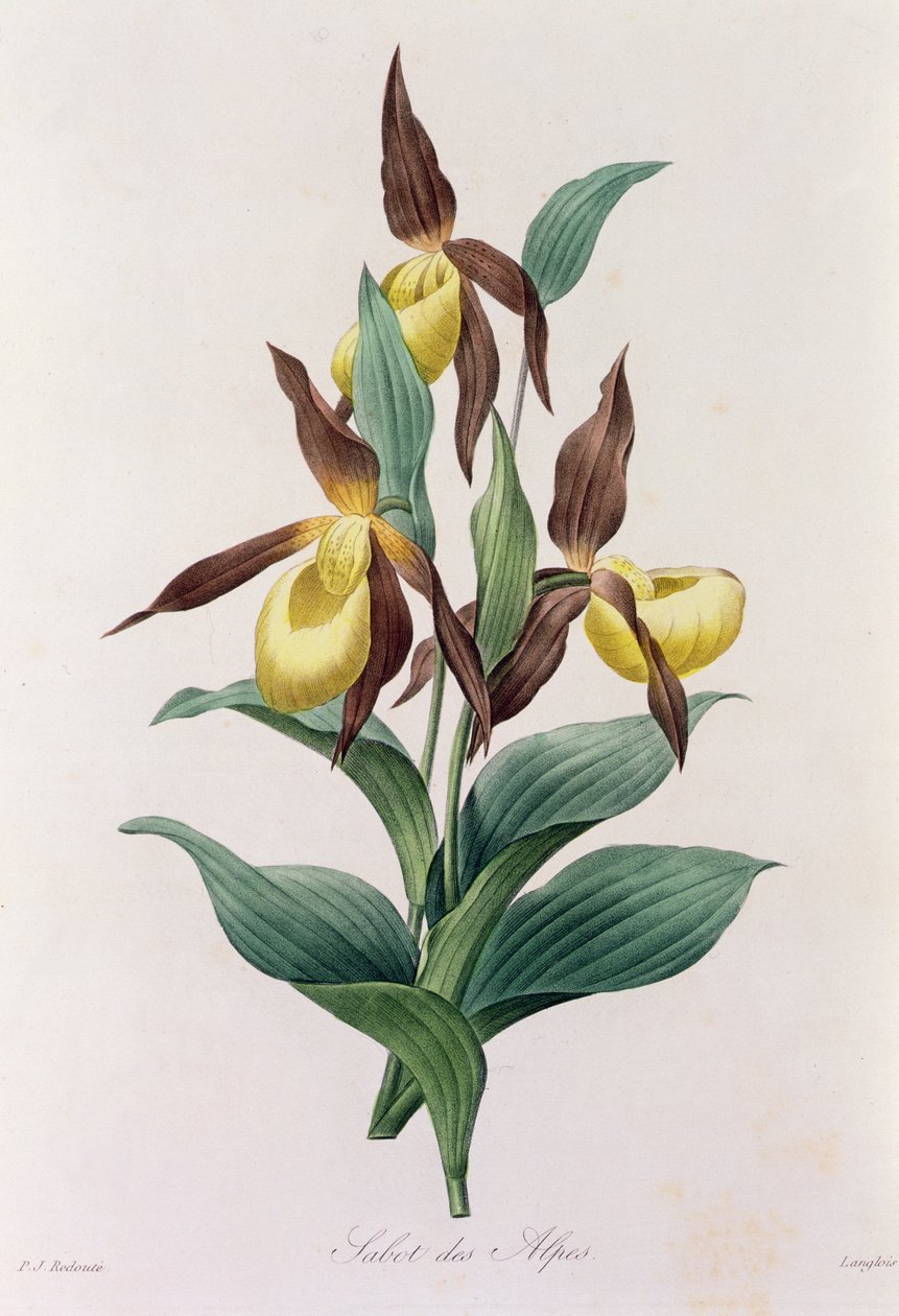 Sabot des Alpes (gravura a cores) de Pierre Joseph Redouté