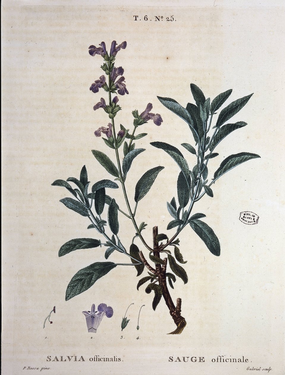 Sage officinale - in "Nouveau Duhamel ou traité des arbres et shrustes que le crove en France", desenhos de P.J. Redouté e P. Bessa, Paris de Pierre Joseph Redouté