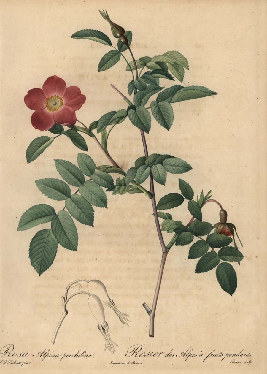 Rosa alpina escarlate, Rosa pendulina de Pierre Joseph Redouté