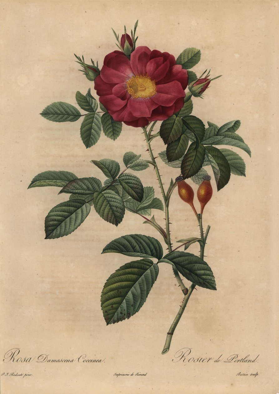 Rosa damasco escarlate, Rosa damascena de Pierre Joseph Redouté