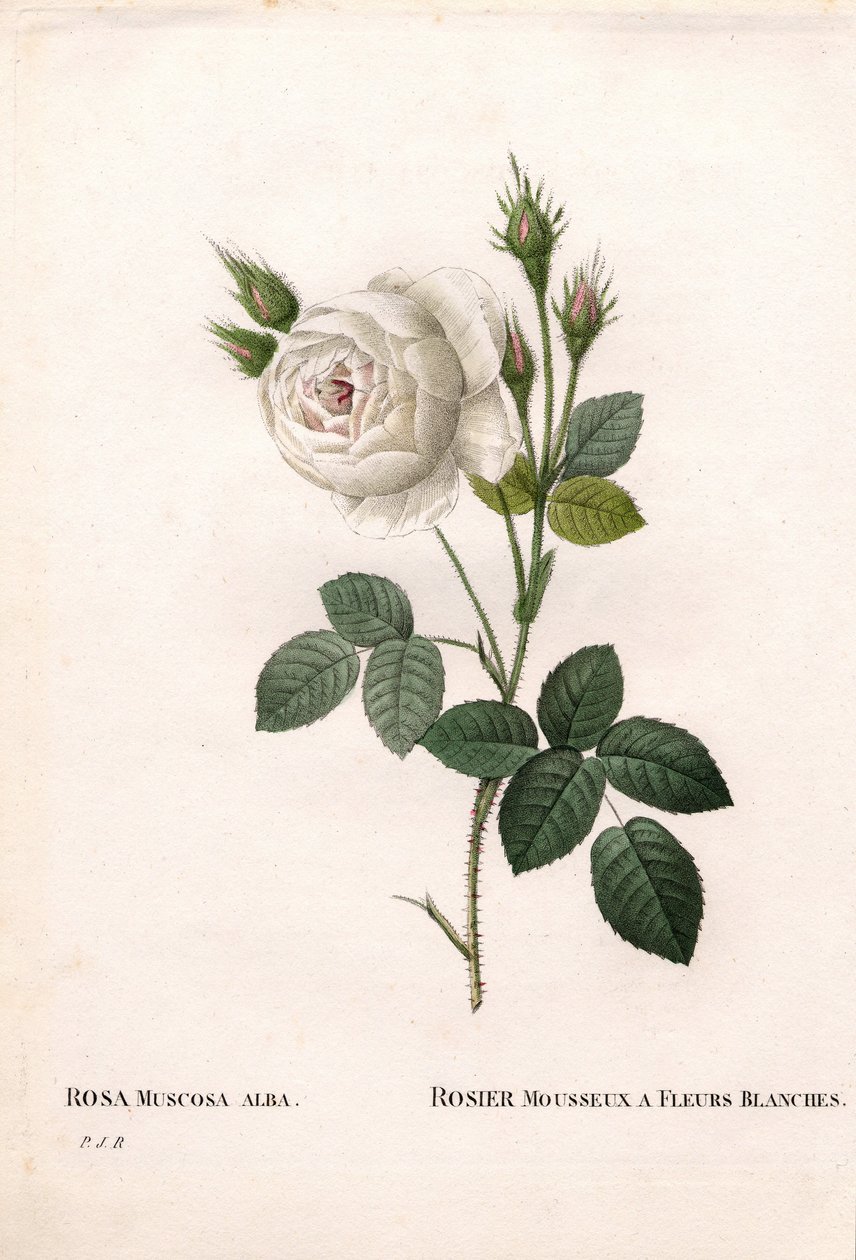 Rosa centifolia var. alba-muscosa, rosa cintilante com flores brancas. Gravura em chapa de cobre colorida à mão de "Les Roses", Paris, de Pierre Joseph Redoute de Pierre Joseph Redouté