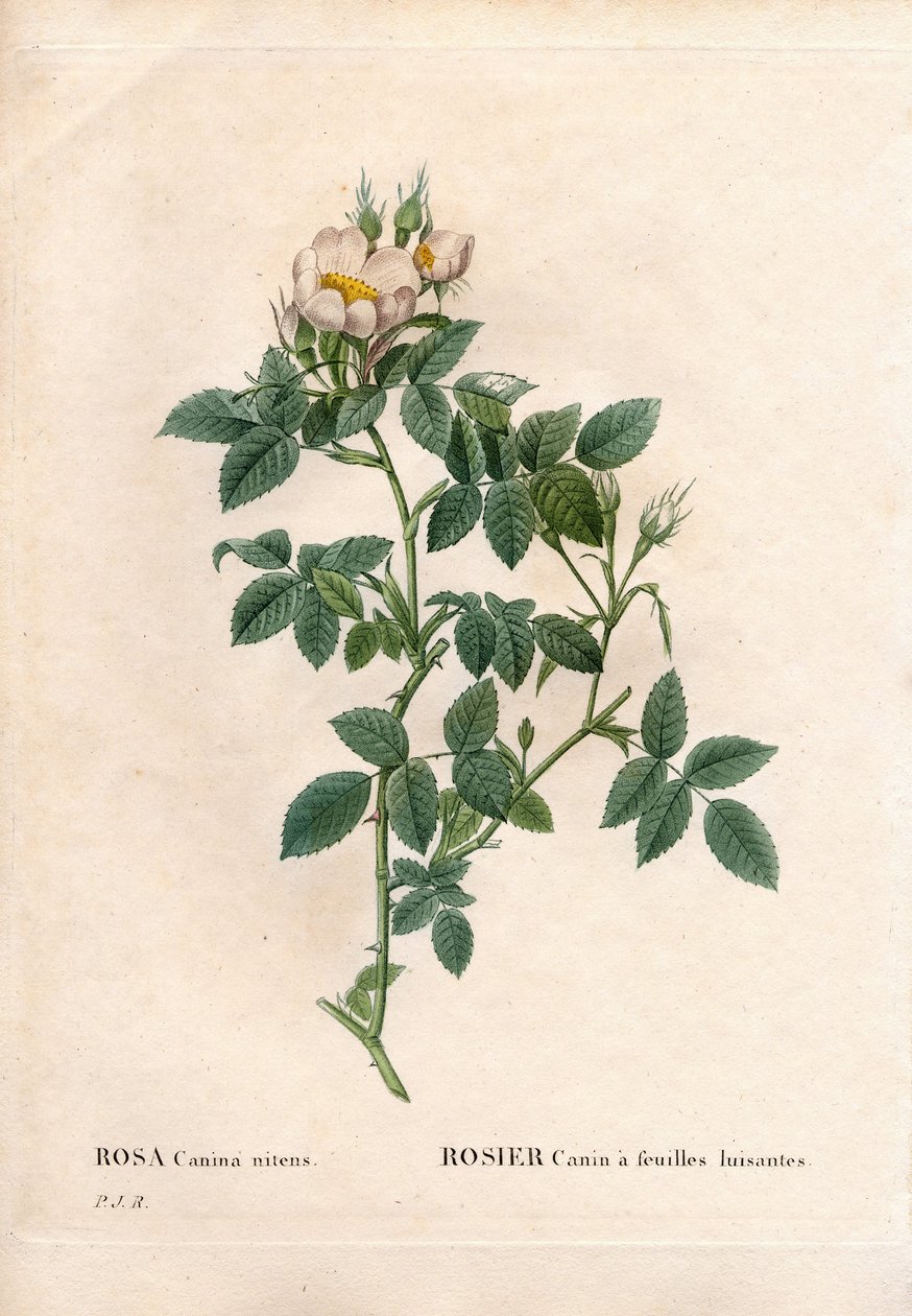 Rosa canina com folhas brilhantes, Rosa canina, Rosa canina com folhas brilhantes. Gravura em chapa de cobre colorida à mão, de Pierre Joseph Redoute, "Les Roses", Paris de Pierre Joseph Redouté