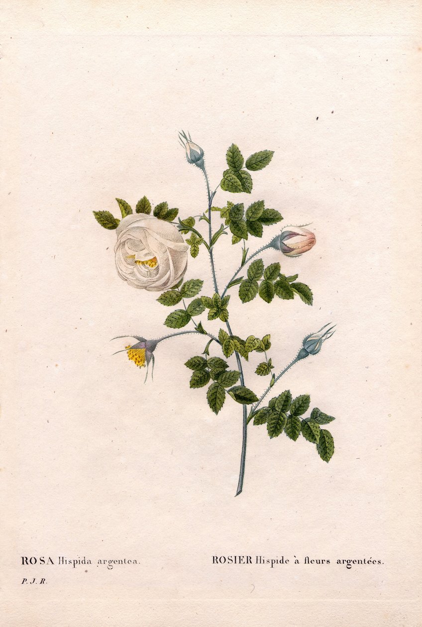 Rosa de flor de prata hispid, Rosa tomentosa variedade, Rosa Rosa rosa com flores de prata. Gravura em chapa de cobre colorida à mão, de Pierre Joseph Redoute, "Les Roses", Paris de Pierre Joseph Redouté