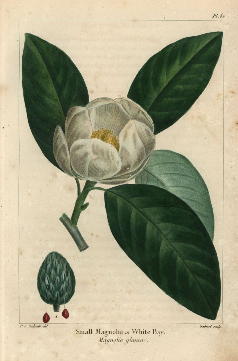 Pequena magnólia ou baía branca, Magnólia glauca (gravura) de Pierre Joseph Redouté