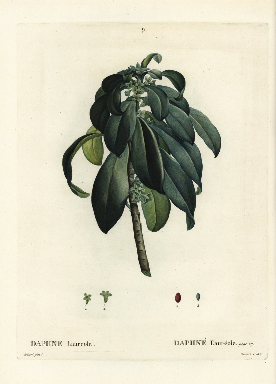 Spurge laurel, Daphne laureola. Gravura de agulha colorida por Tassaert depois de uma ilustração de Pierre-Joseph Redoute de Henri Louis Duhamel du Moncel