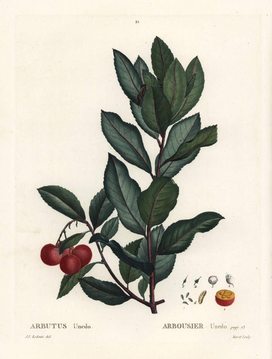 Morangueiro, Arbutus unedo. Gravação de um estilete colorido à mão por Pierre-Joseph Redoute, de Henri Louis Duhamel du Monceau