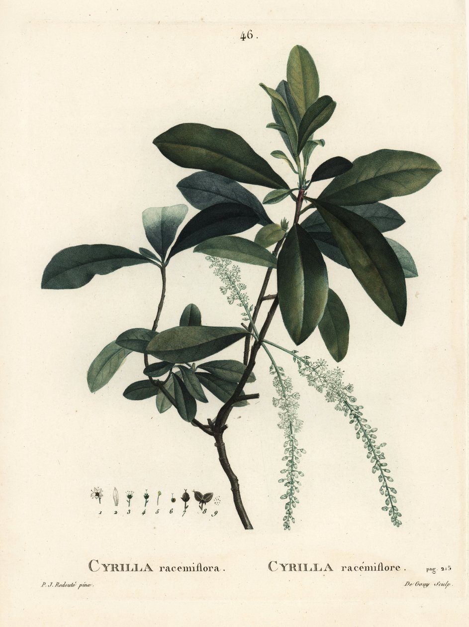 Cyrilla do pântano, Cyrilla racemiflora. Gravura de agulha colorida de De Gouy após ilustração de Pierre-Joseph Redoute, de Henri Louis Duhamel du Moncel