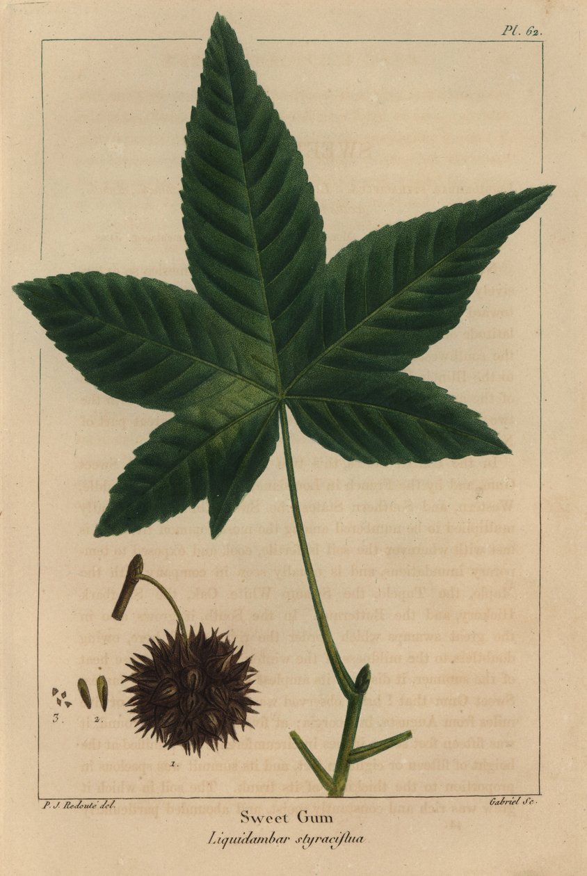 Goma de árvore doce, Liquidambar styraciflua (gravação) de Pierre Joseph Redouté