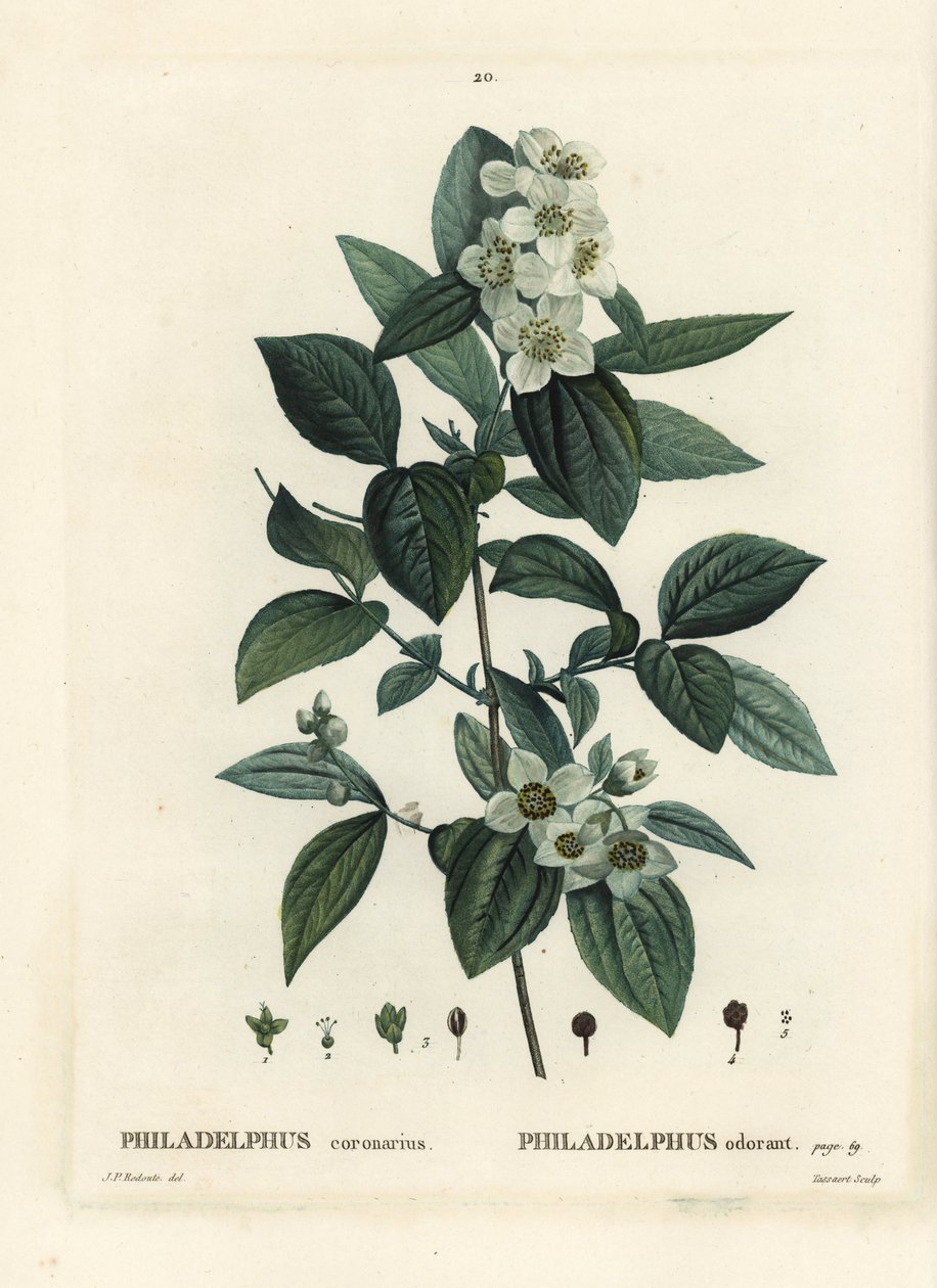 Doce mock-orange, madeira de cão inglesa, Philadelphus coronarius. Gravura de um estilete colorido por Tassaert após uma ilustração de Pierre-Joseph Redoute, de Henri Louis Duhamel du Moncel
