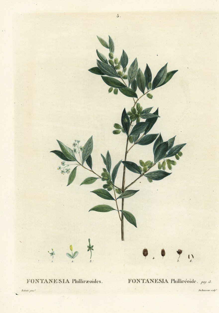 Privet sírio, Fontanesia phillyreoides. Gravura de um estilete colorido à mão por Du Ruisseau após uma ilustração de Pierre-Joseph Redoute, de Henri Louis Duhamel du Moncel